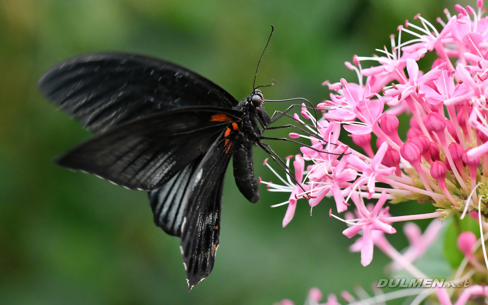 Great Mormon (Papilio memnon)